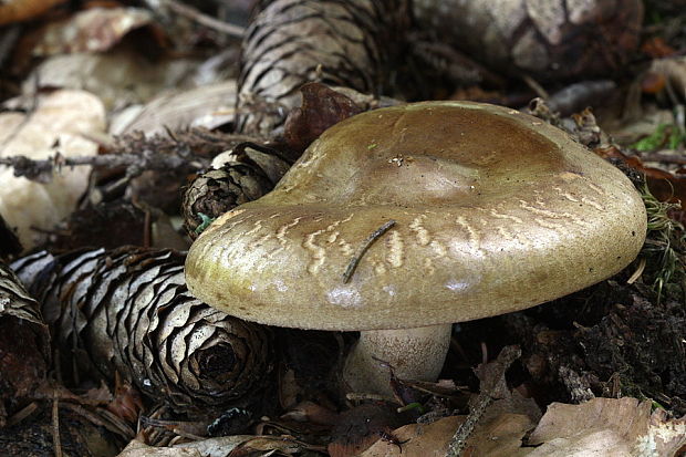 čechračka podvinutá Paxillus involutus (Batsch) Fr.