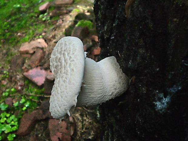 hliva dubová Pleurotus dryinus (Pers.) P. Kumm.