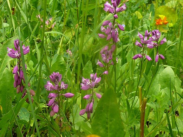 vítod chocholatý - horčinka chochlatá Polygala comosa