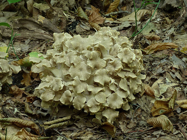 trúdnik klobúčkatý Polyporus umbellatus (Pers.) Fr.