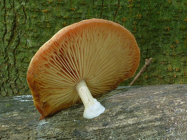 červenáčik obyčajný Rhodotus palmatus (Bull.) Maire