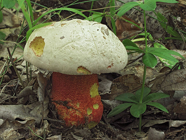 hríb purpurový Rubroboletus rhodoxanthus Kuan Zhao &amp; Zhu L. Yang