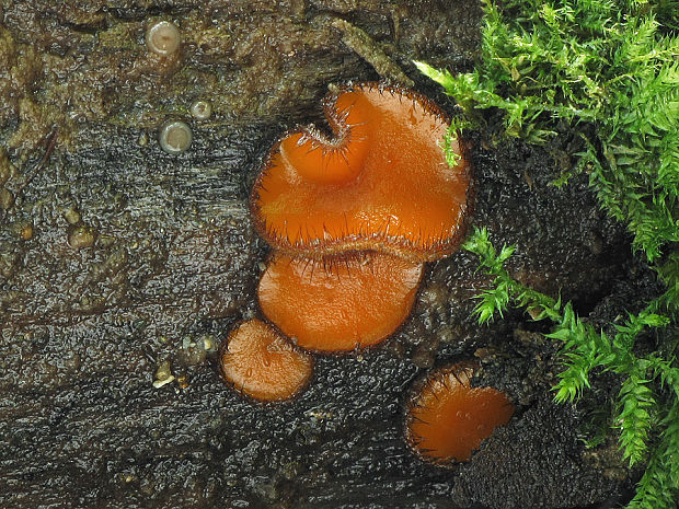 štítovnička Scutellinia sp.