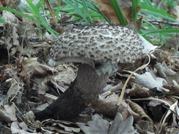 šiškovec šupinatý Strobilomyces strobilaceus (Scop.) Berk.