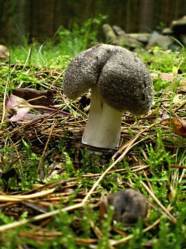 čírovka zemná Tricholoma terreum (Schaeff.) P. Kumm.