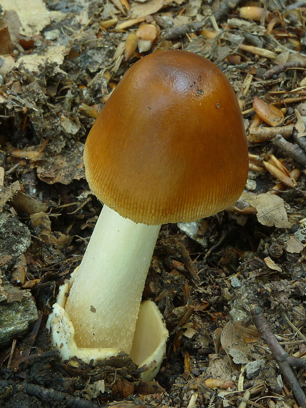 muchotrávka plavohnedá Amanita fulva Fr.