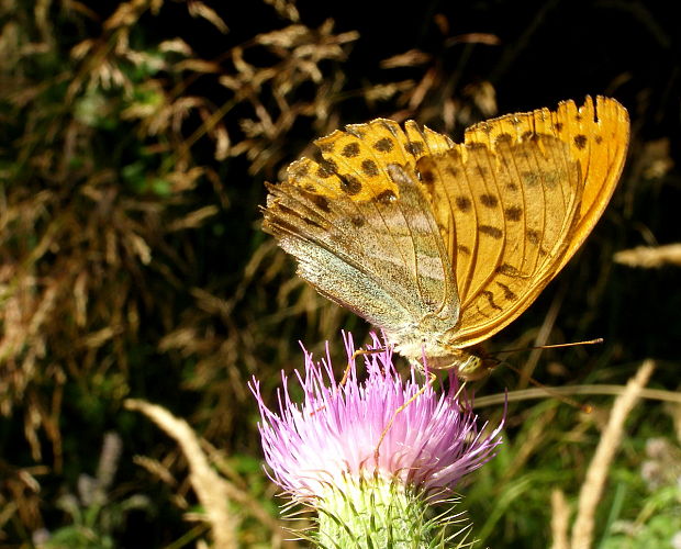 perlovec striebropásavý Argynnis paphia Linaeus, 1758