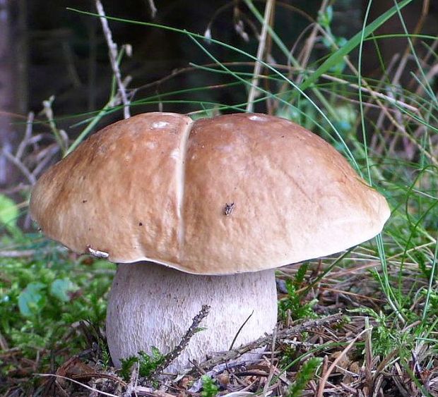 hríb smrekový Boletus edulis Bull.