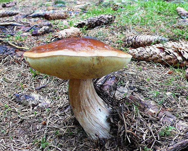 hríb smrekový Boletus edulis Bull.