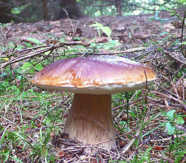 hríb smrekový Boletus edulis Bull.