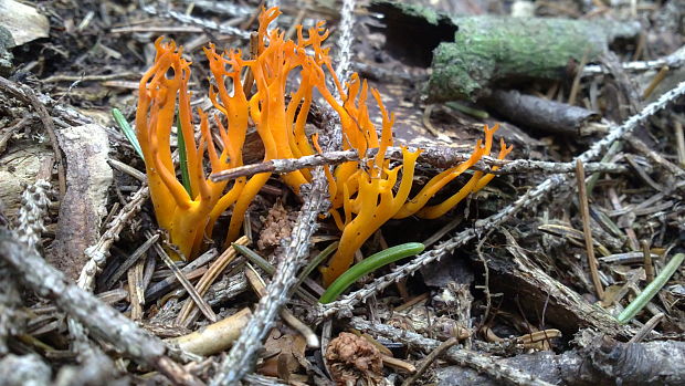 parôžkovec lepkavý Calocera viscosa (Pers.) Fr.