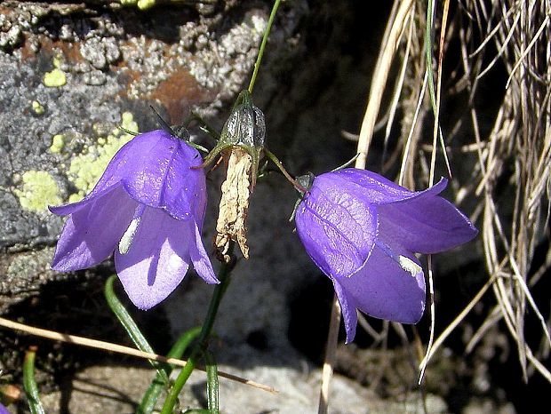 zvonček okrúhlolistý sudetský-zvonek okrouhlolistý sudetský Campanula rotundifolia subsp. sudetica (Hruby) Soó