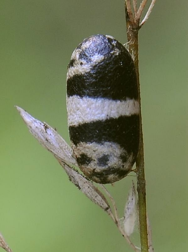 kokón lumka Campopleginae sp.