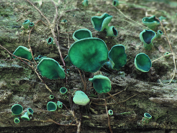 zelenica Chlorociboria sp.