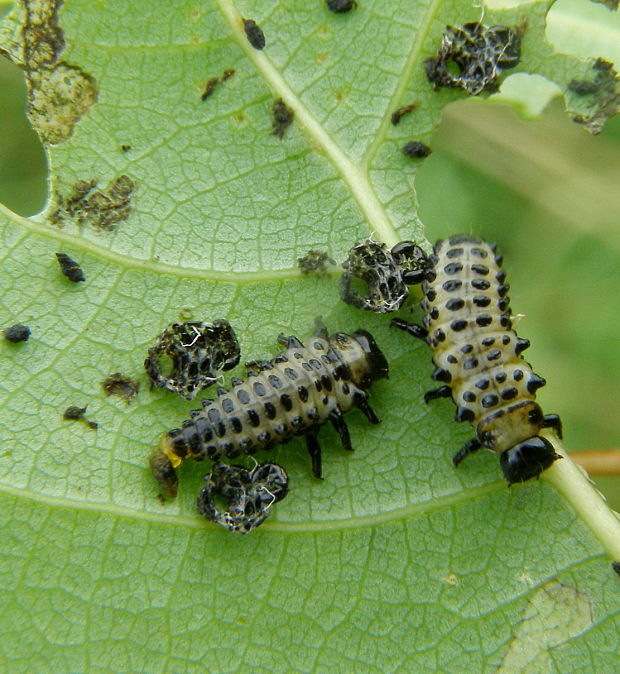 liskavka topolová Chrysomela populi