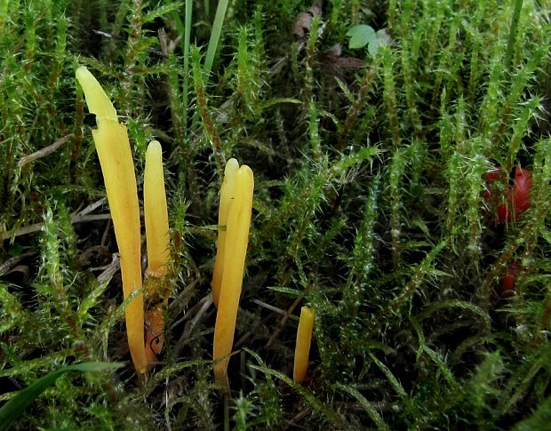 pakonárovka žltooranžová Clavulinopsis helvola (Pers.) Corner