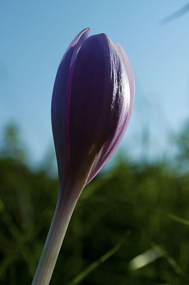 jesienka obyčajná Colchicum autumnale