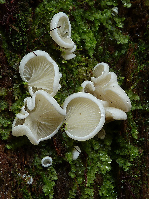 pahliva??? Crepidotus sp.