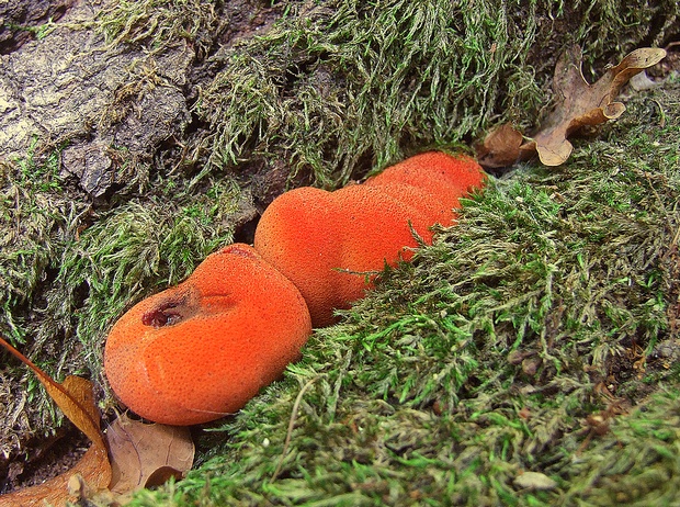 pečeňovec dubový Fistulina hepatica (Schaeff.) With.