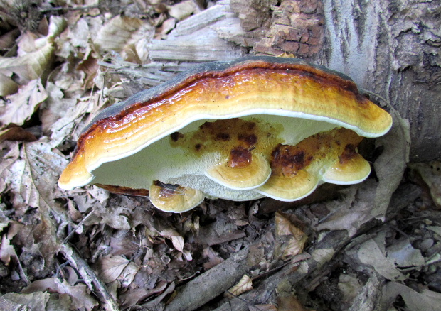 práchnovček pásikavý Fomitopsis pinicola (Sw.) P. Karst.