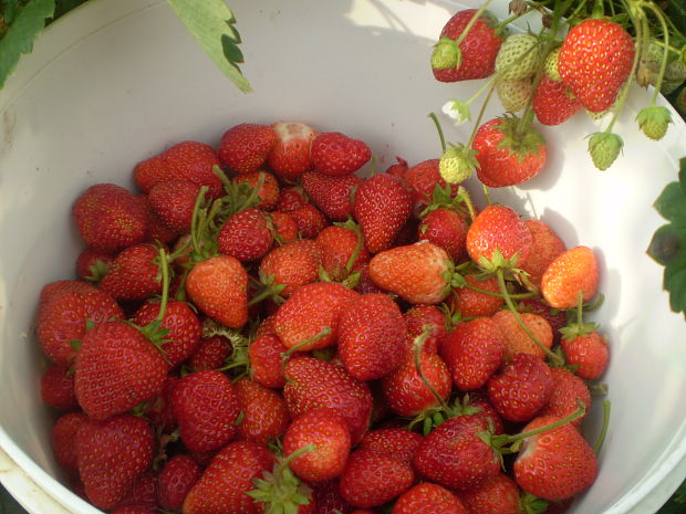 Jahoda Fragaria