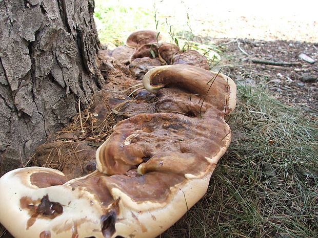 lesklokôrovka Ganoderma sp.