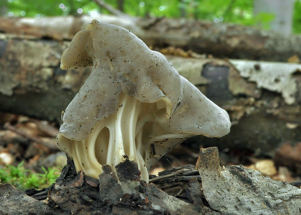 chriapač Helvella sp.