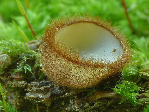 humária polguľovitá Humaria hemisphaerica (F.H. Wigg.) Fuckel