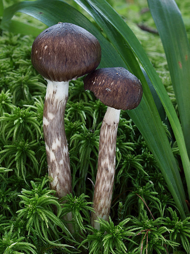 šťavnačka olivovohnedá Hygrophorus olivaceoalbus (Fr.) Fr.