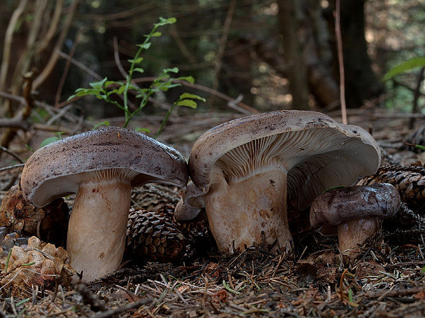 rýdzik severský Lactarius trivialis (Fr.) Fr.