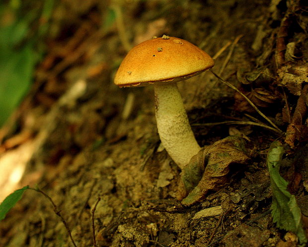 kozák  Leccinellum crocipodium (Letell.) Della Maggiora & Trassinelli