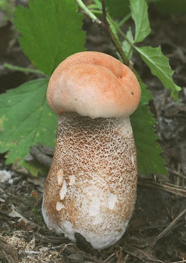 kozák dubový Leccinum aurantiacum (Bull.) Gray