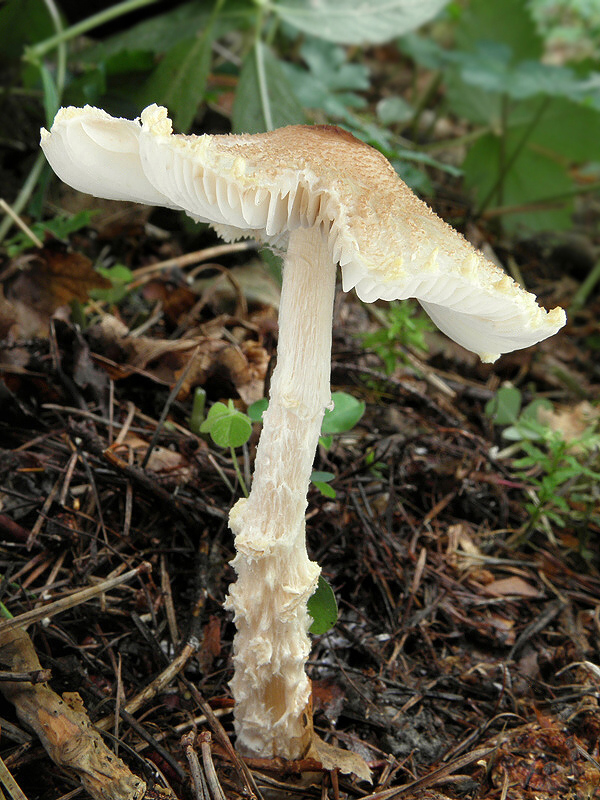 bedlička? Lepiota sp.?