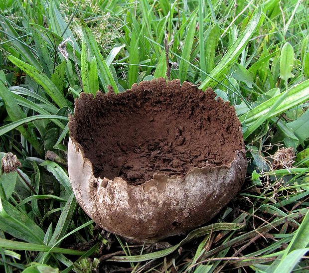 rozpadavec dlabaný Lycoperdon utriforme Bull.