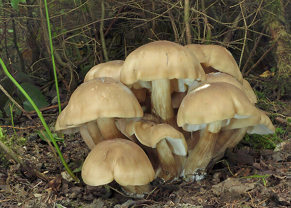 strmulec sivohnedý? Lyophyllum fumosum?