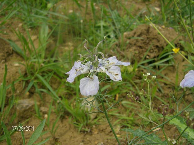 černuška roľná Nigella arvensis L.