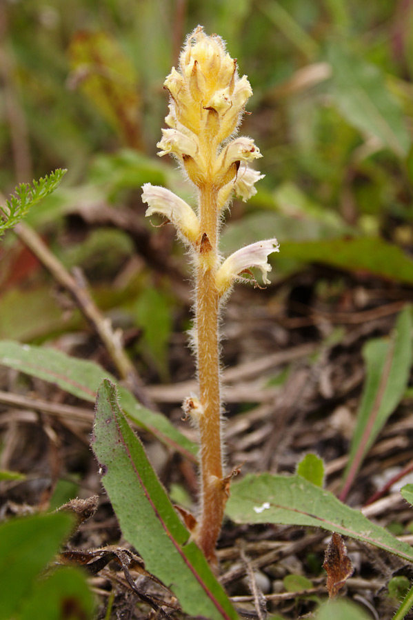 záraza horčíková Orobanche picridis F. W. Schultz