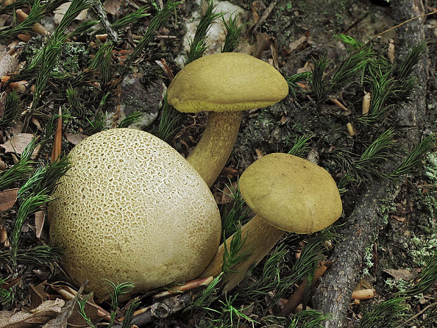 suchohríb cudzopasný Pseudoboletus parasiticus (Bull.) Šutara