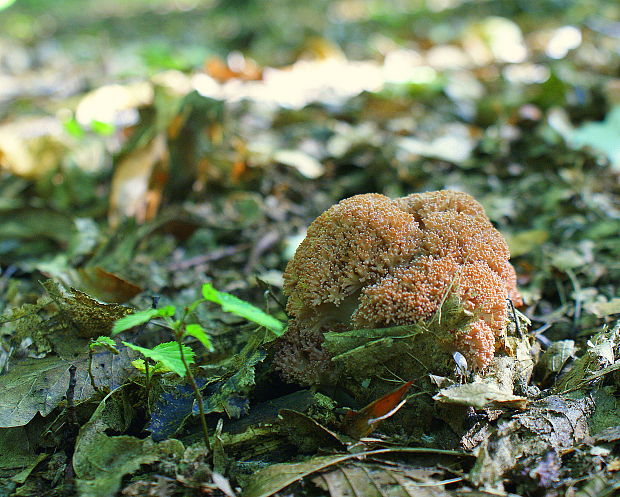 strapačka koralovitá Ramaria botrytis (Pers.) Ricken