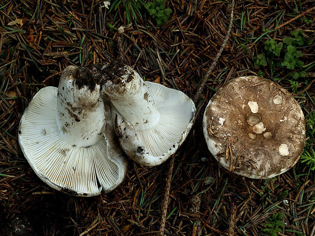 plávka počerná Russula adusta (Pers.) Fr.