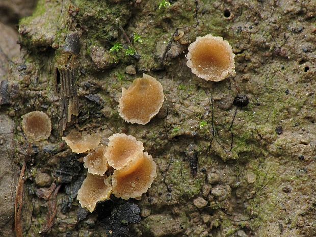 pahrobnička ponorená Sepultariella semiimmersa (P. Karst.) Van Vooren, U. Lindem. & Healy