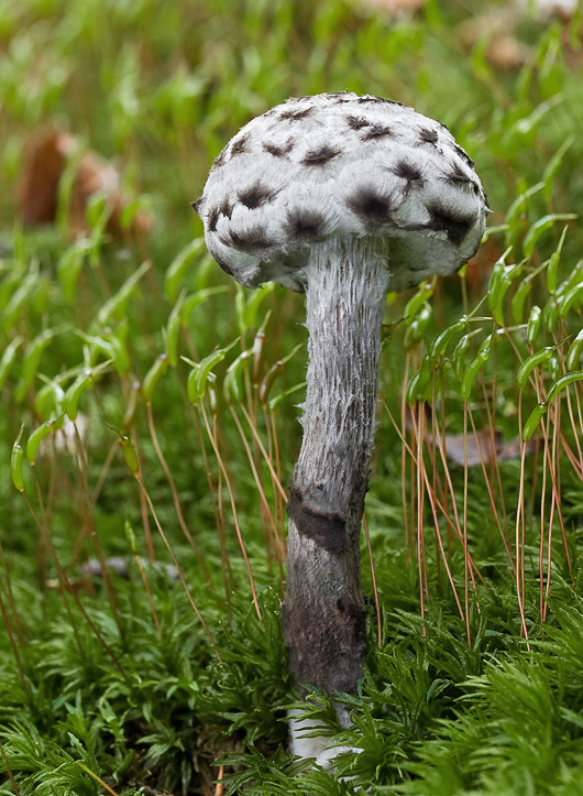 šiškovec šupinatý Strobilomyces strobilaceus (Scop.) Berk.