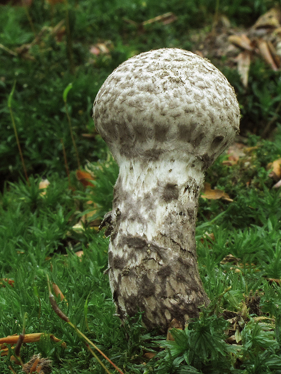 šiškovec šupinatý Strobilomyces strobilaceus (Scop.) Berk.