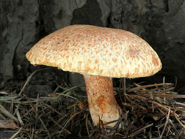 masliak tridentský Suillus tridentinus (Bres.) Singer