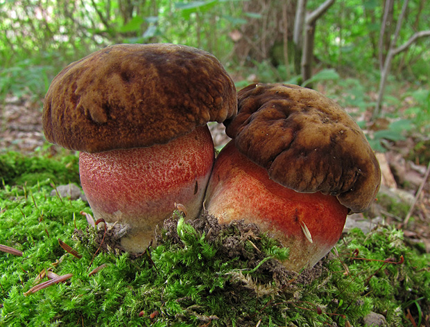 hríb zrnitohlúbikový Sutorius luridiformis (Rostk.) G. Wu & Zhu L. Yang