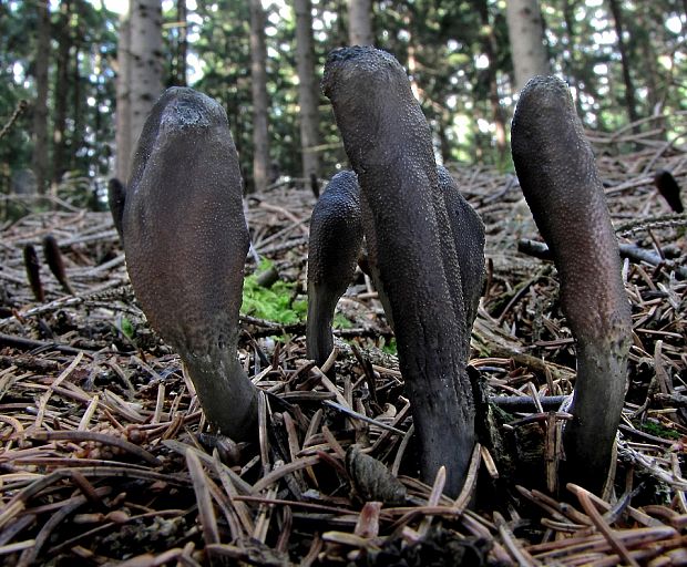 žezlovka srnková Tolypocladium ophioglossoides (J.F. Gmel.) Quandt, Kepler & Spatafora