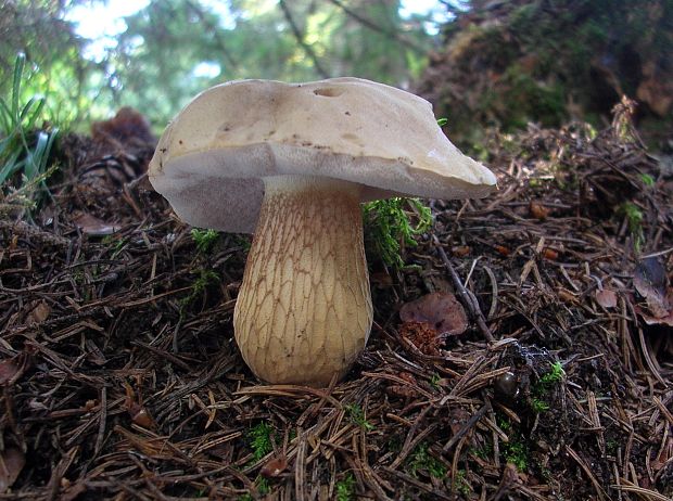 podhríb žlčový Tylopilus felleus (Bull.) P. Karst.