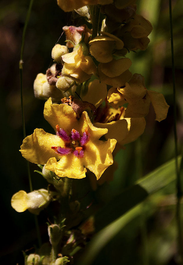 divozel čierny Verbascum nigrum L.