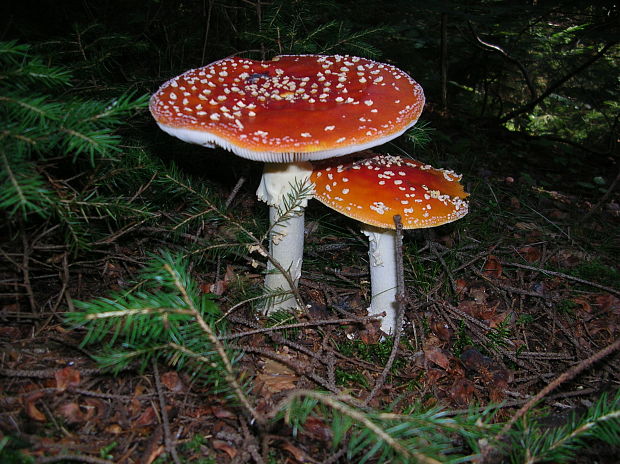 muchotrávka červená Amanita muscaria (L.) Lam.