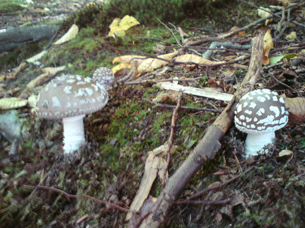 muchotrávka tigrovaná Amanita pantherina (DC.) Krombh.